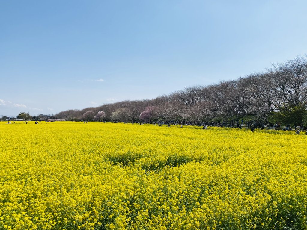 権現堂公園の桜と菜の花のコラボレーション