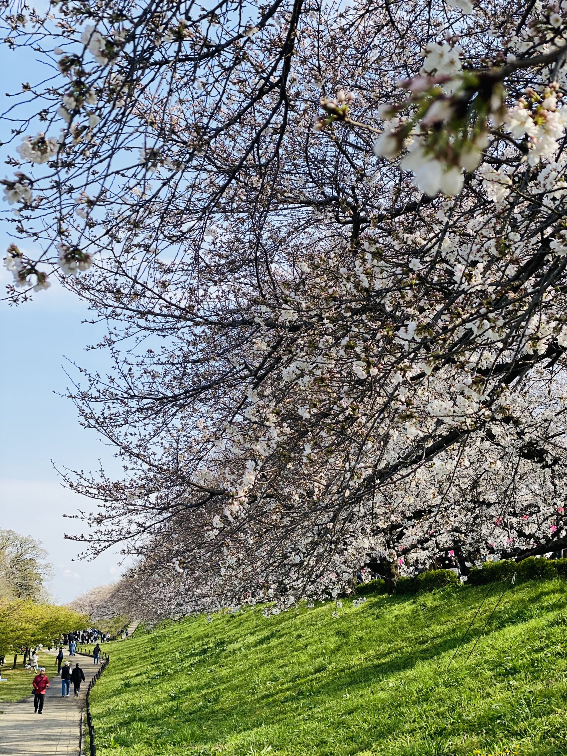 権現堂公園の三分咲きの桜