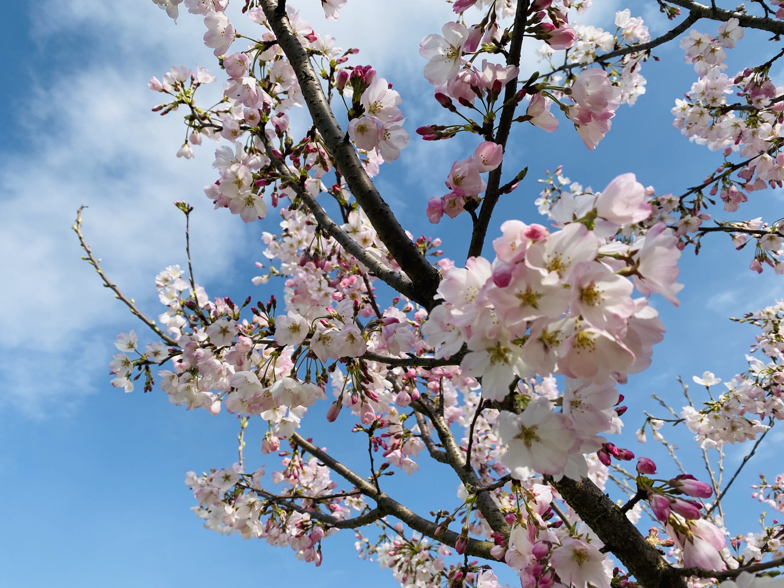 さくらと青空のコラボレーション