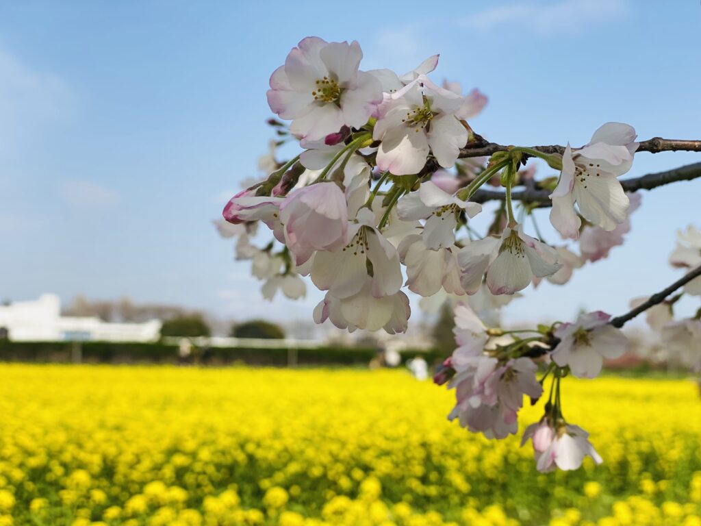 権現堂公園の桜のアップ
