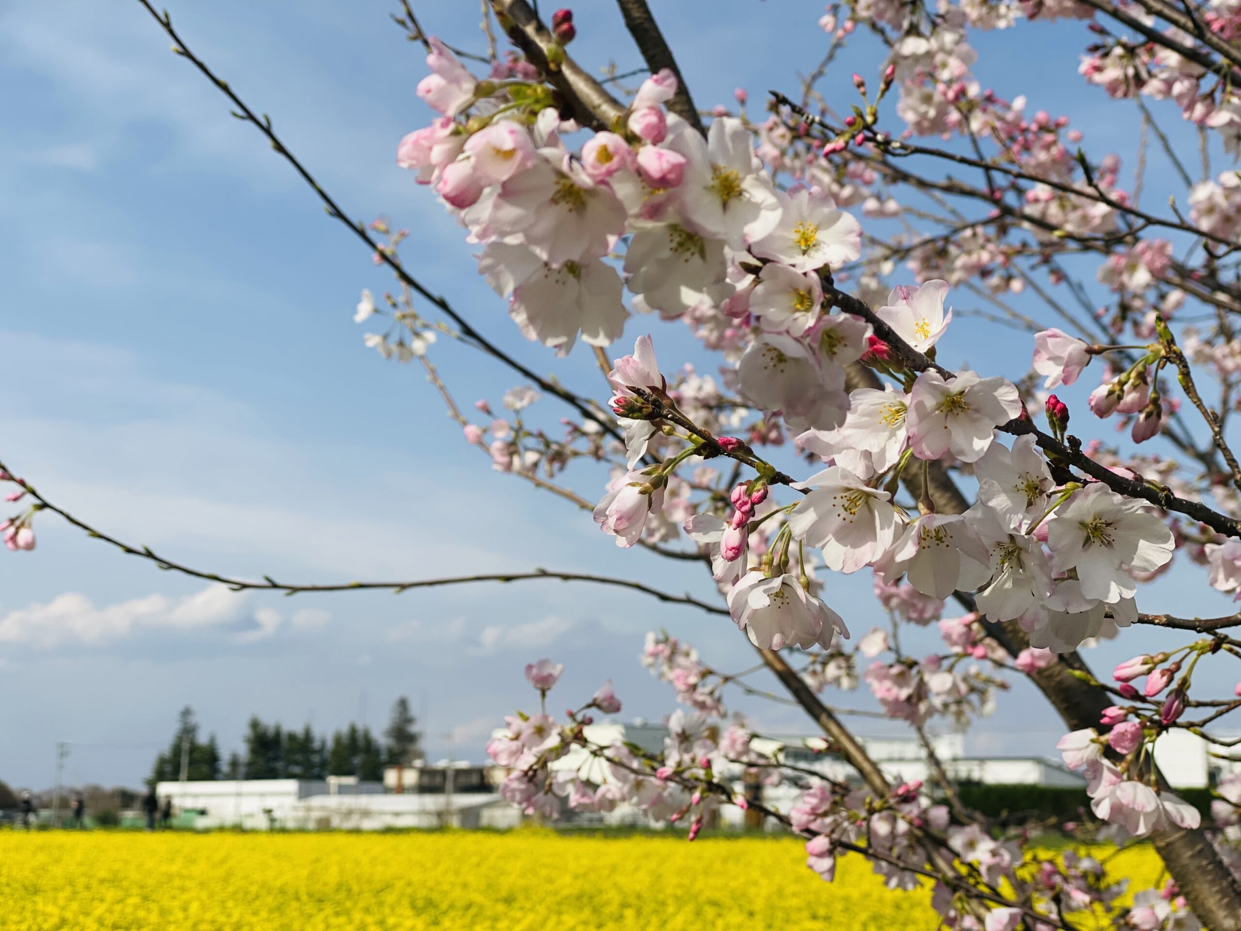 桜と菜の花で有名な埼玉県、権現堂のお花見写真。