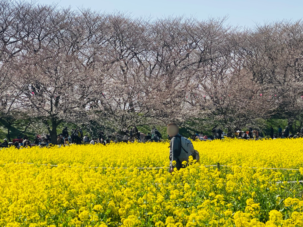 権現堂公園の桜並木と菜の花の中に佇む男性