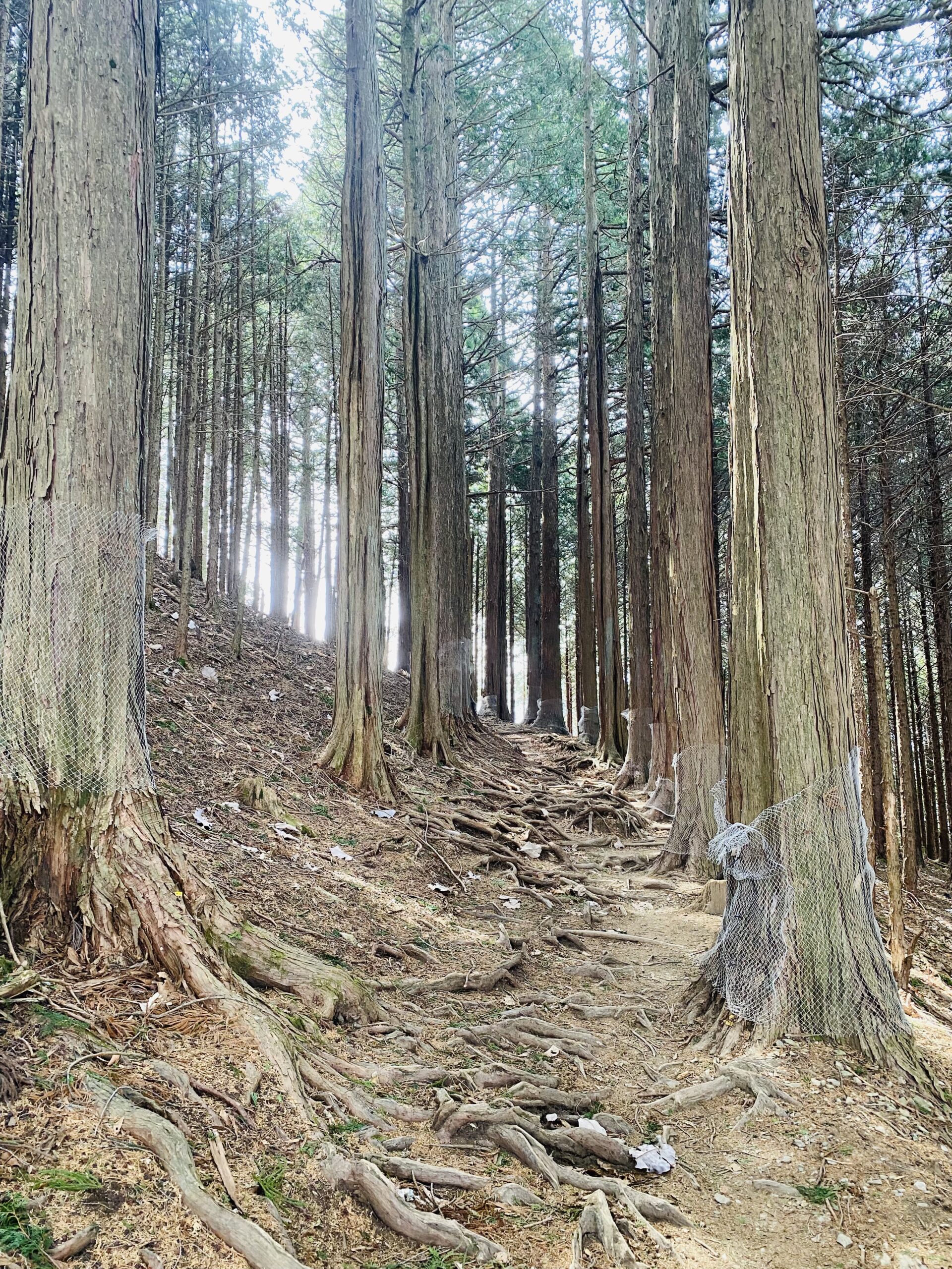 三峯神社の奥宮へ向かう、神秘的な樹林帯の様子
