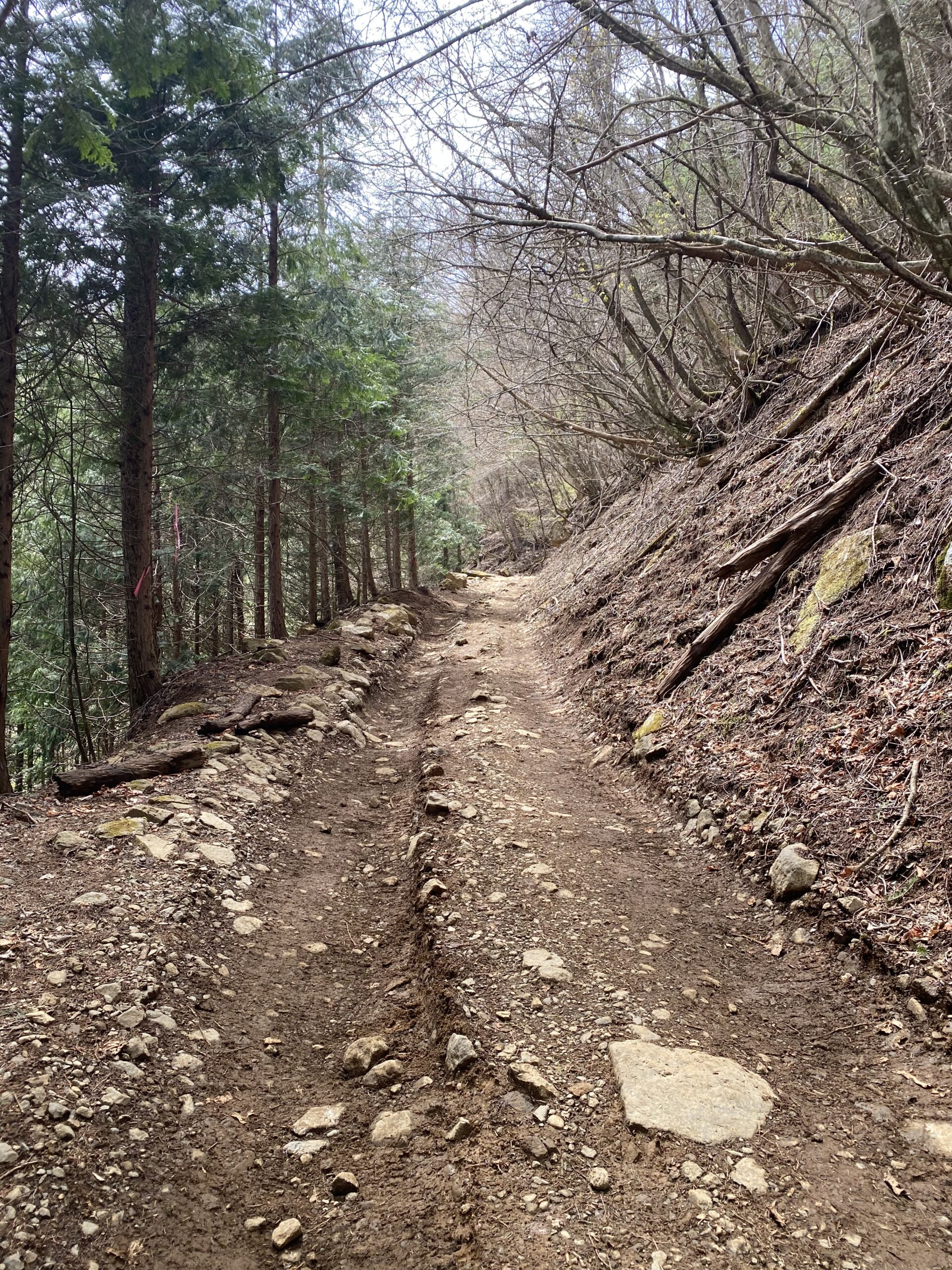 ひたすら続く三ツ峠山登山道