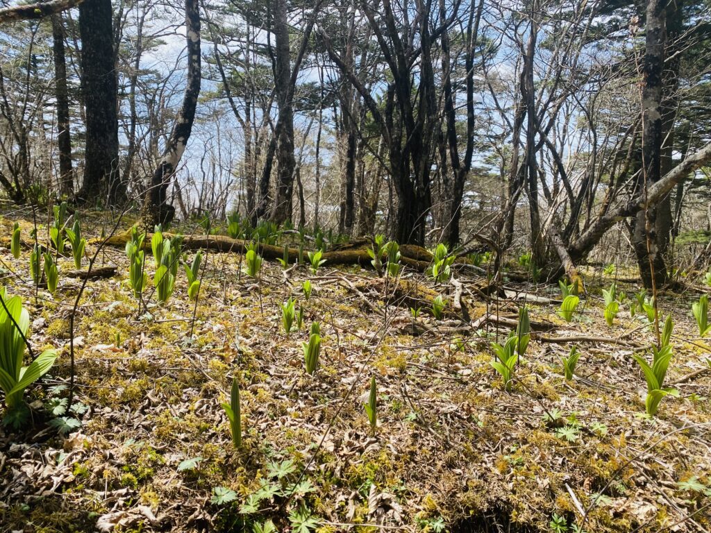 三ツ峠山でみつけた、コバイケイソウの群生