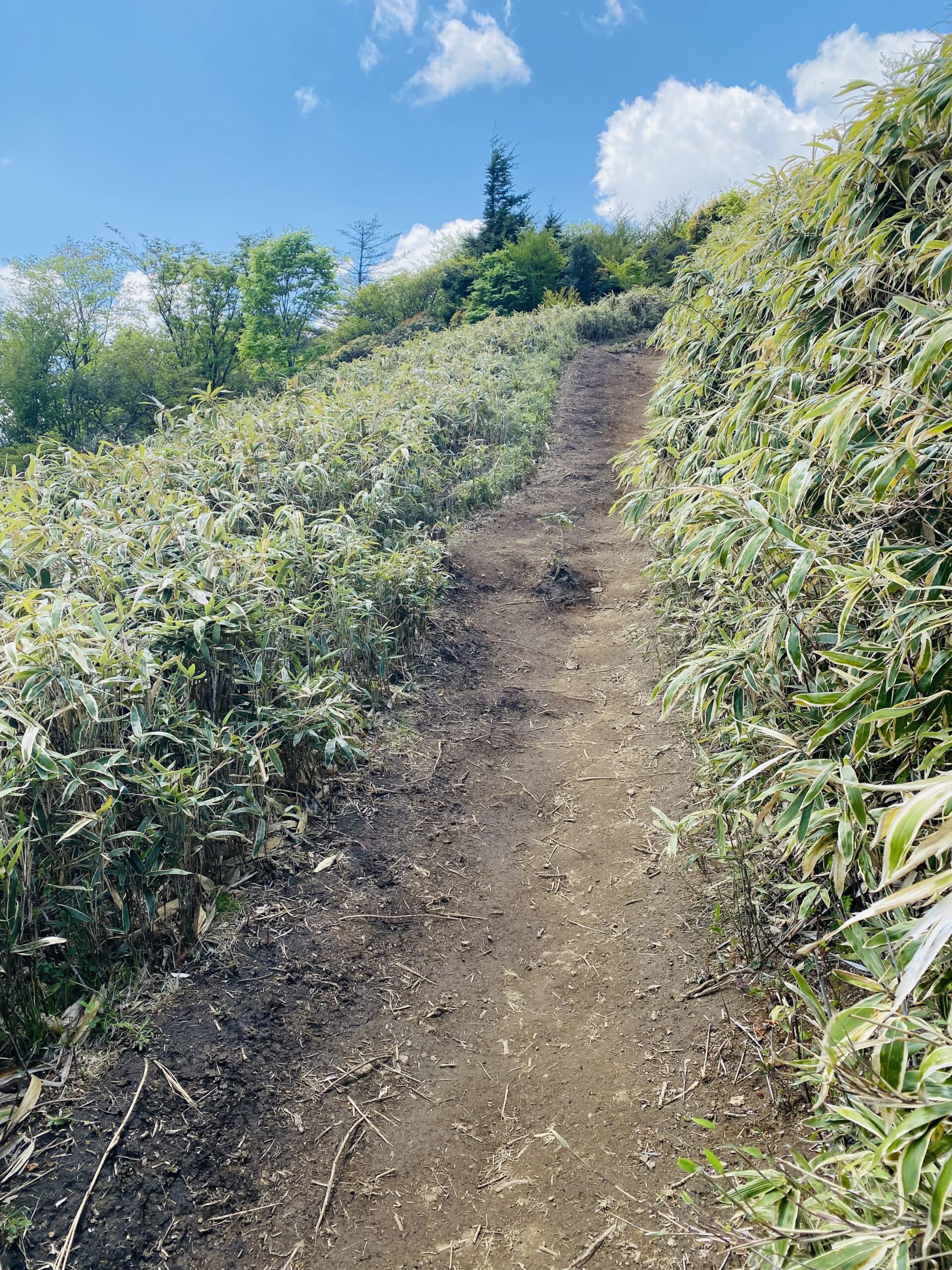 竜ヶ岳の登山道、新緑の鈴竹