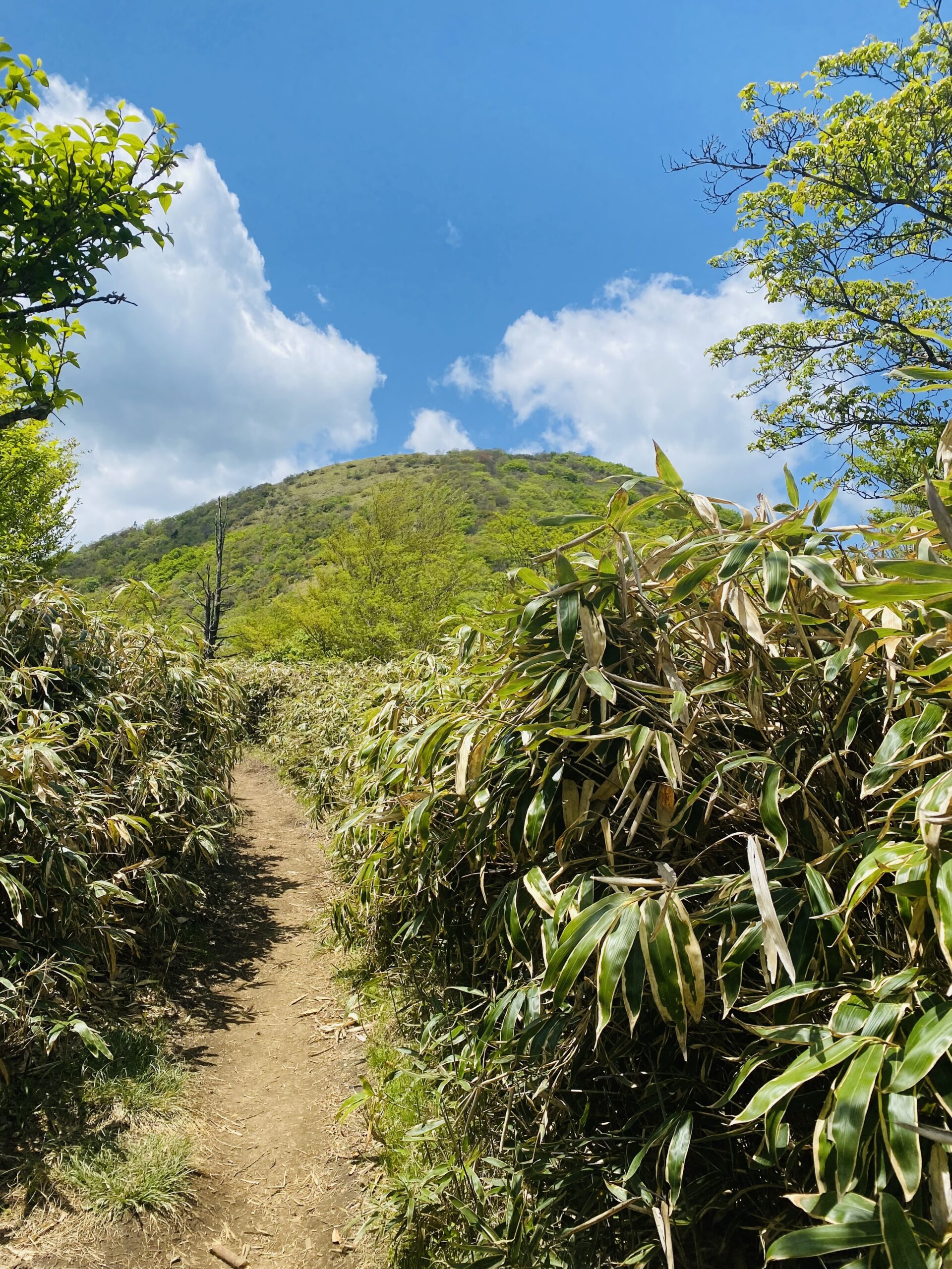 登山道から竜ヶ岳のピークがみえた様子