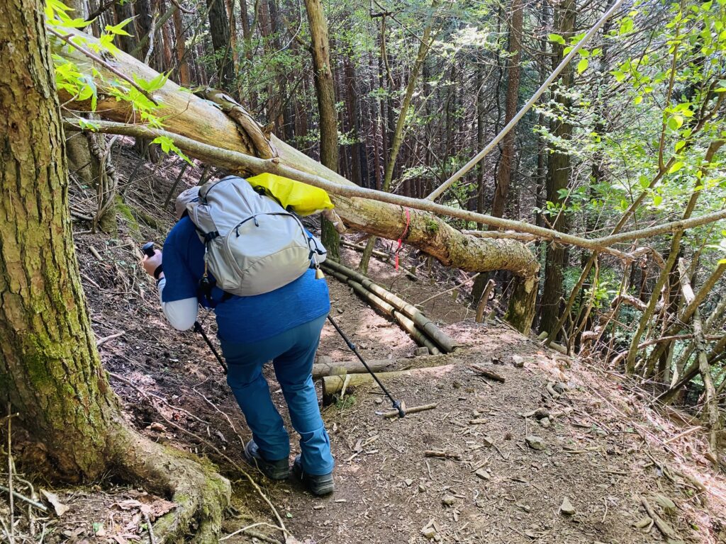 山梨県、竜ヶ岳の登山道にあった倒木の様子