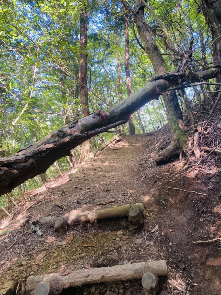 山梨県の竜ヶ岳登山道の倒木の様子