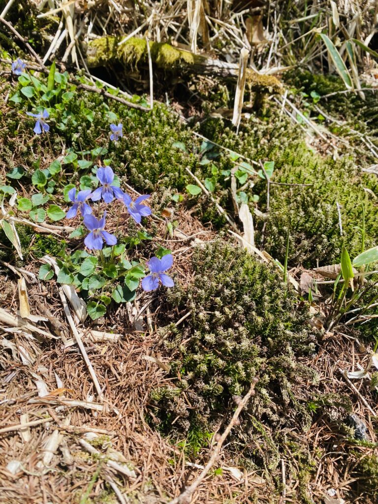 大菩薩嶺で見つけた、タチツボスミレ