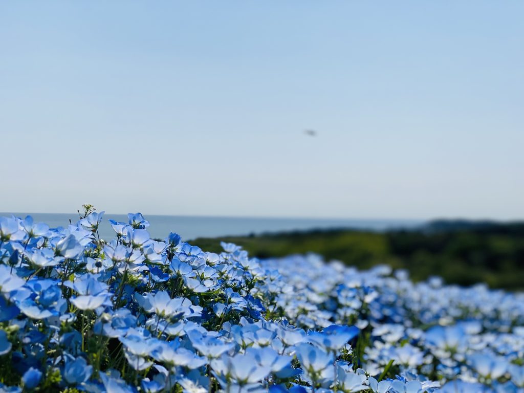 ひたち海浜公園の5月に撮影したネモフィラの様子