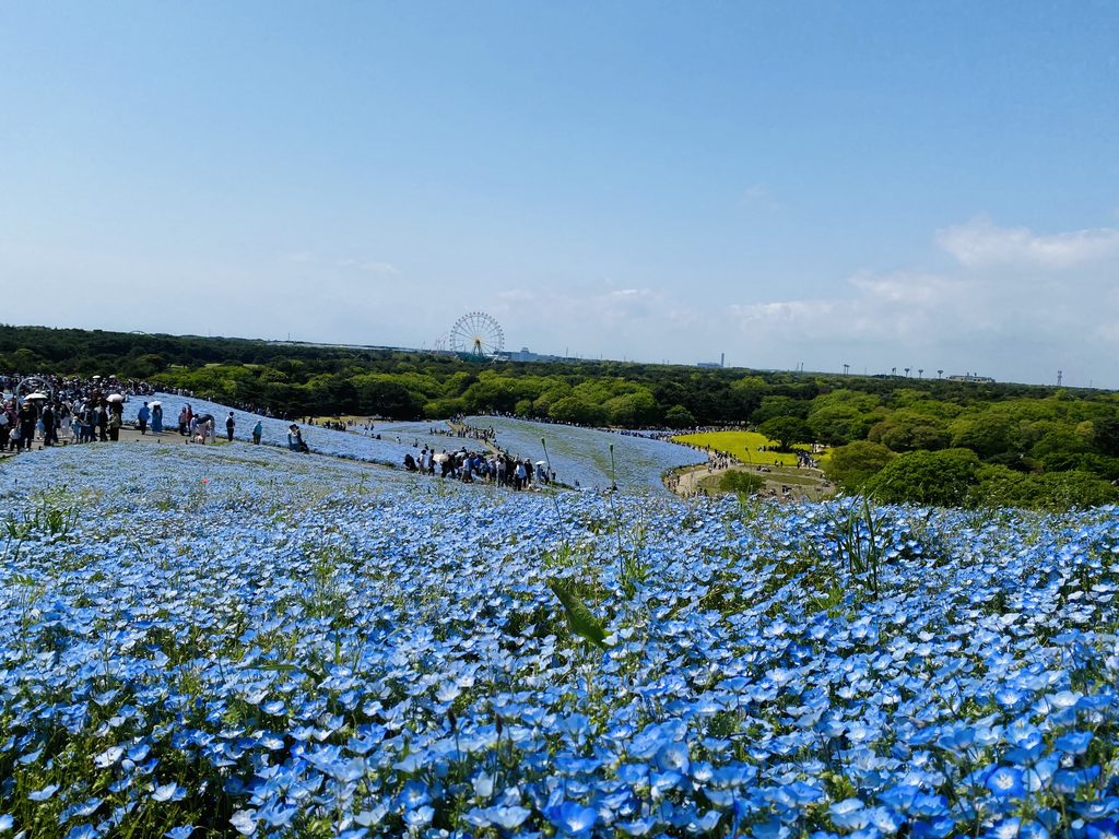 ひたち海浜公園の5月に撮影したネモフィラの様子