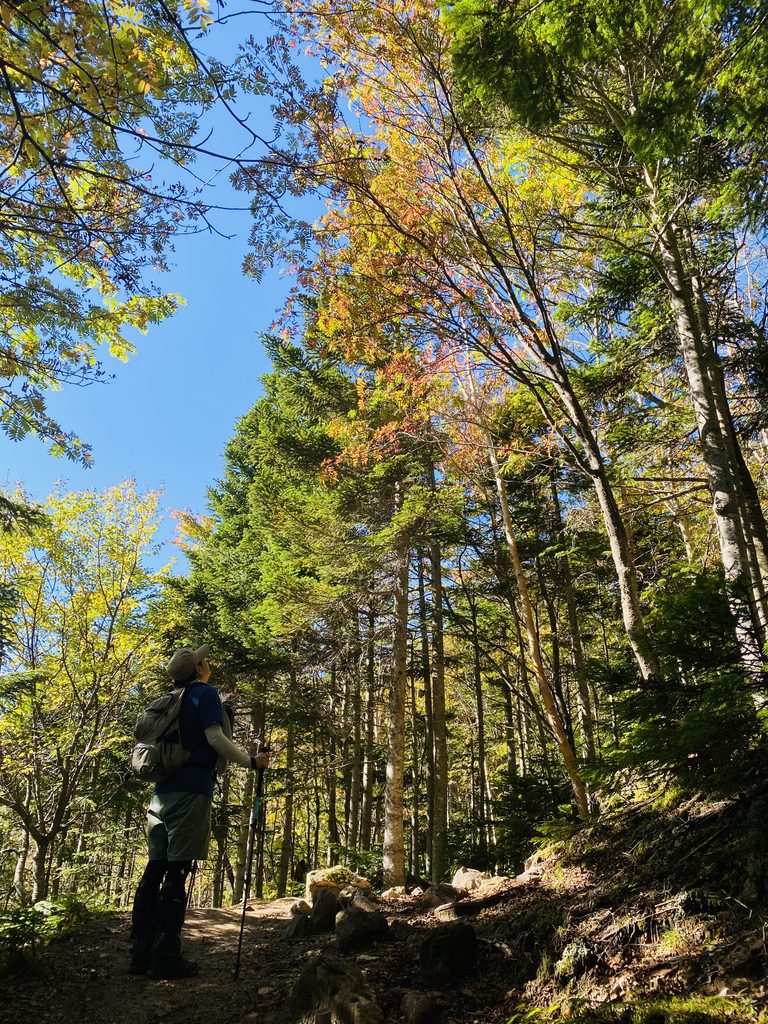 2026年最新、日光白根山の紅葉の様子