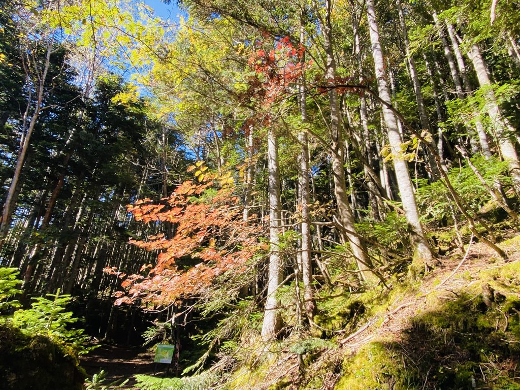 2026年最新、日光白根山の紅葉