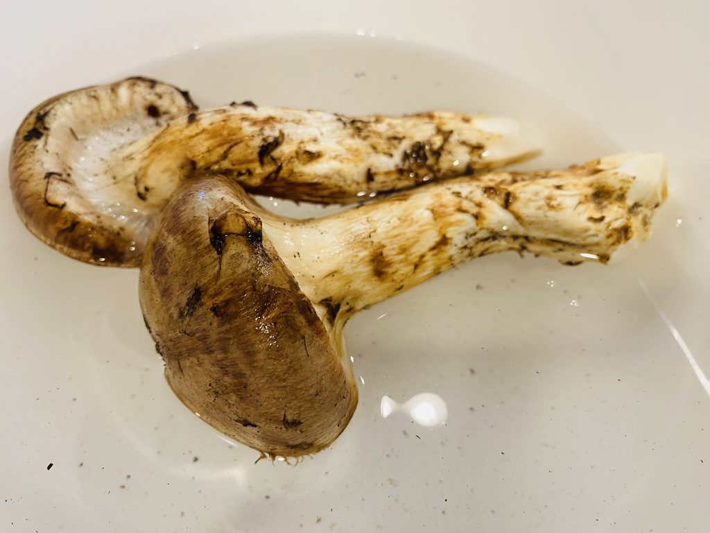 塩水で虫出しをしている松茸
