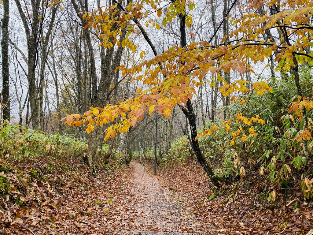 紅葉の中、奥社入り口へ向かう順路